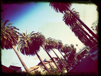 Low angle view of palm trees