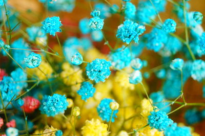 Close-up of blue flowering plant