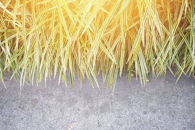 High angle view of bamboo on field
