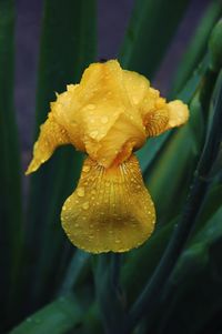 Close-up of yellow flower blooming outdoors