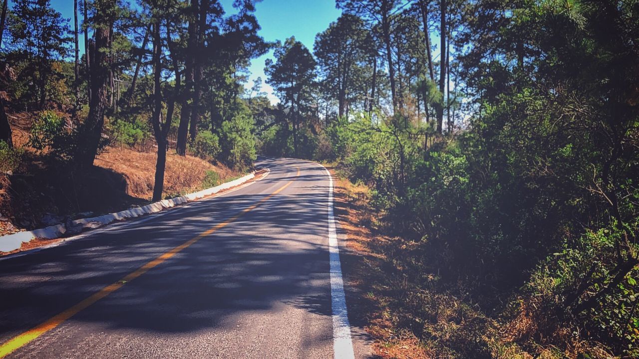 VIEW OF EMPTY ROAD IN FOREST