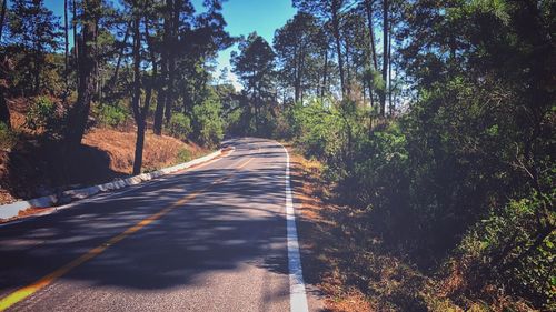 Empty road amidst trees in forest