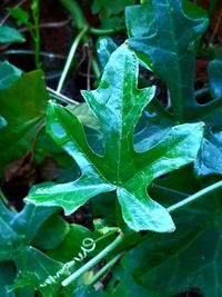 Close-up of raindrops on leaves