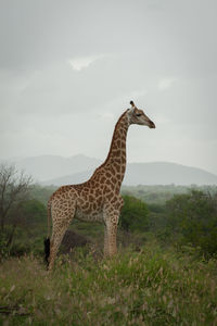 Side view of giraffe standing on field against sky