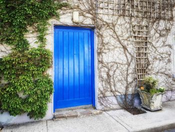 Close-up of plants against blue wall