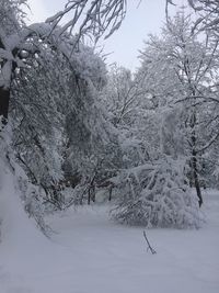 Snow covered trees on field against sky