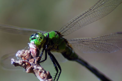 Close-up of damselfly on leaf