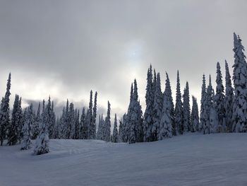 Trees on snow covered landscape against sky