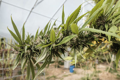 Cannabis plant growing in greenhouse