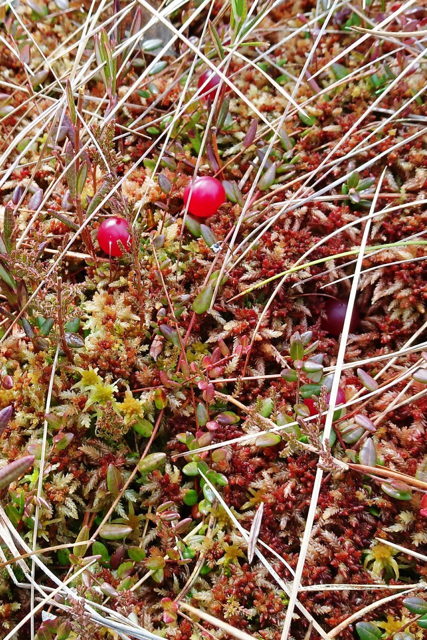 red, food and drink, fruit, no people, growth, day, field, food, nature, close-up, outdoors, freshness, healthy eating