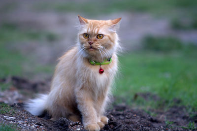 Close-up of cat sitting on field