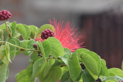 Close-up of red flowering plant