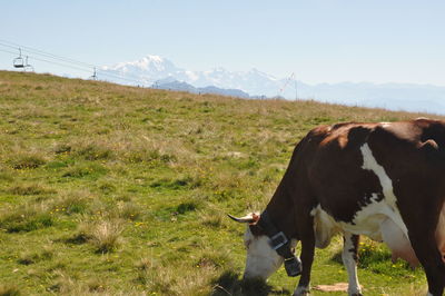 Cows grazing on field against sky