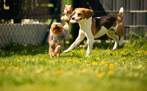 Cute yorkshire terrier dog and beagle dog chese each other in backyard. running and jumping 
