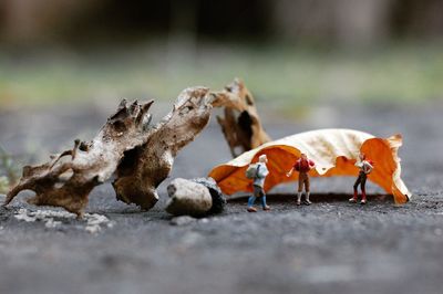 Close-up of figurines against leaf