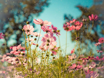 Close-up of pink flowers