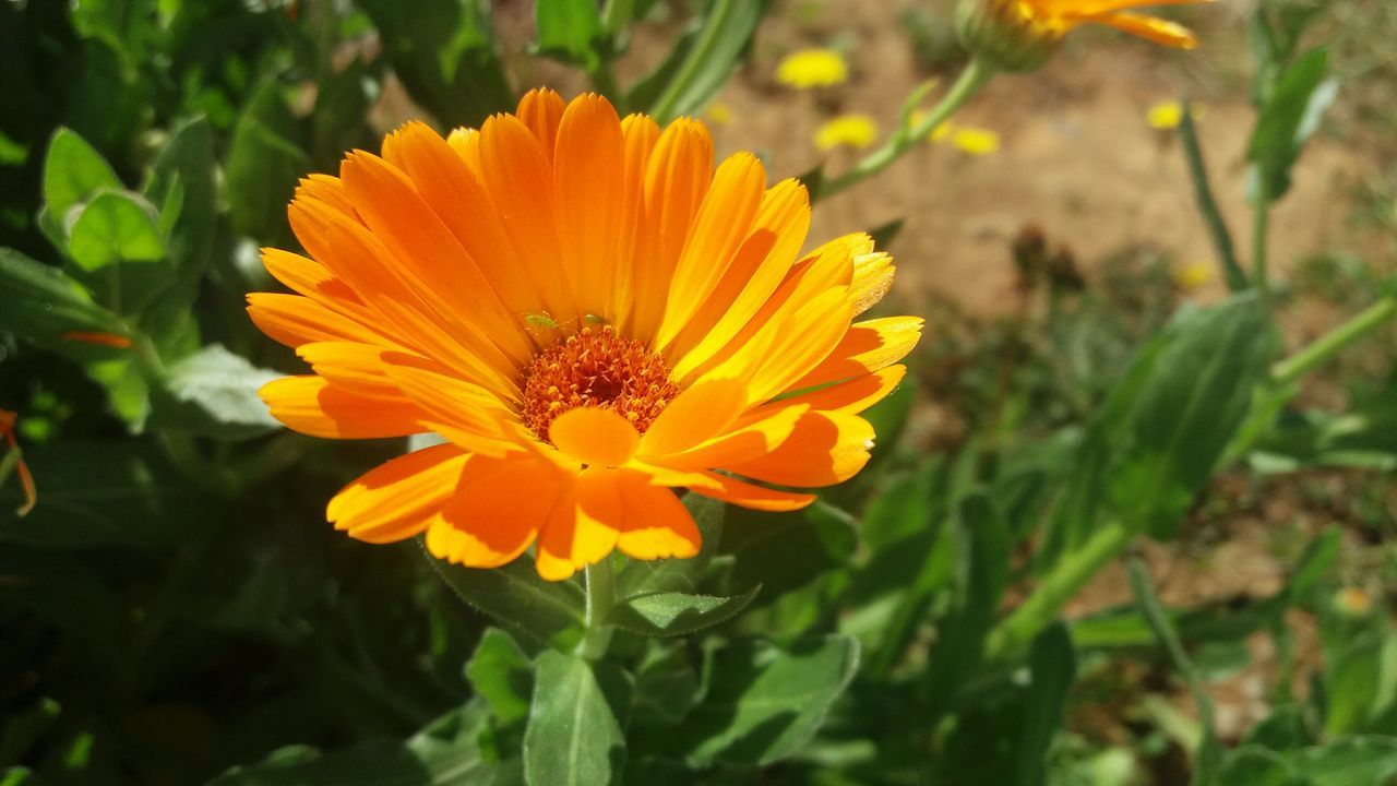 flower, petal, freshness, flower head, fragility, growth, yellow, beauty in nature, blooming, focus on foreground, close-up, pollen, plant, single flower, nature, in bloom, leaf, day, park - man made space, outdoors