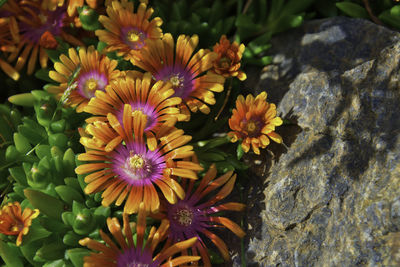 High angle view of purple flowering plants