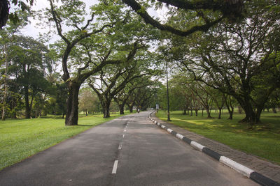 Road amidst trees