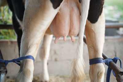 Close-up of a horse