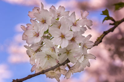 Close-up of apple blossoms in spring