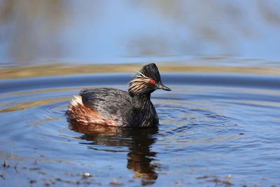 Black necked grebe swimming on a sunlit lake
