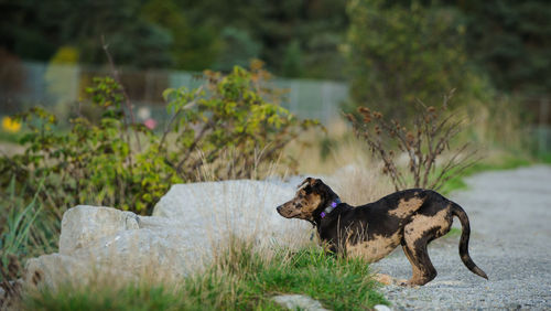 Dog kneeling on field