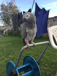 African grey parrot perching on lawn mower in yard