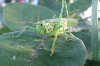 Close-up of grasshopper on leaf