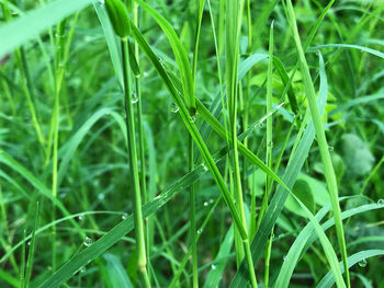 Full frame shot of raindrops on grass