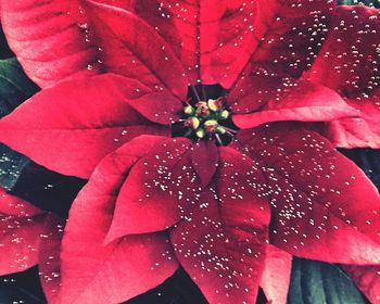 Close-up of wet red flower