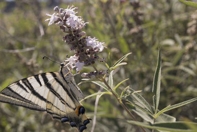 Close-up of butterfly on flower