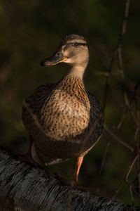 Close-up of mallard duck at night