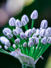 Close-up of purple flowering plant