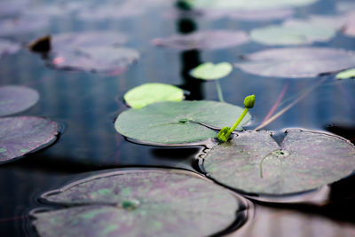 Close-up of lotus water lily in lake