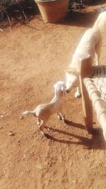 High angle view of dog playing on field