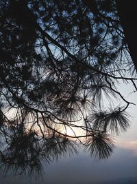 Low angle view of silhouette tree against sky during sunset