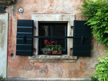 Potted plant on window