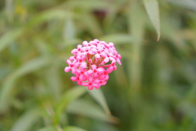 Close-up of pink flowering plant