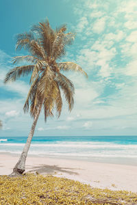 Palm trees on beach against sky