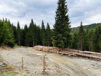 Scenic view of forest against sky