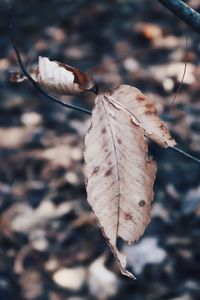 Close-up of dry leaf against blurred background