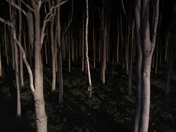 Trees in forest at night