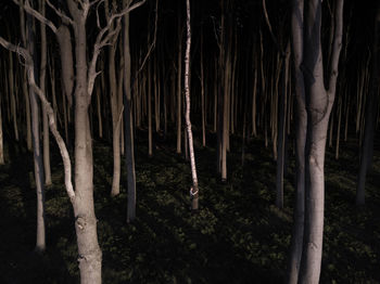 Illuminated trees in forest at night