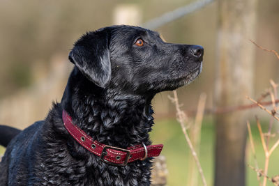 Side view of a wet black labrador