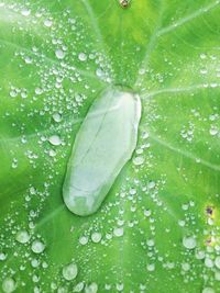 Close-up of water drops on flower