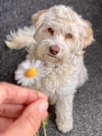 Labradoodle sits and is looking at  a flower