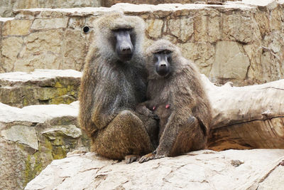 Monkey sitting on rock against wall at zoo