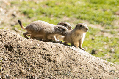 Squirrel on rock