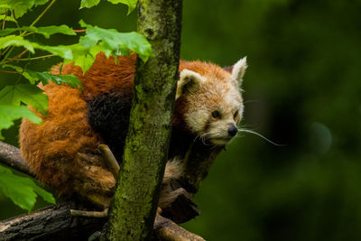 Close-up of a squirrel on tree